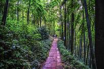 《林中小路》