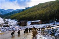 雪地迁徙