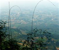 翠竹满山