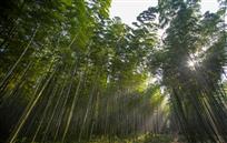 竹林