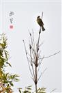 幽篁