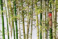 春天的竹林