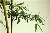 清风竹影