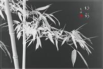 竹韵