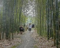 耕归