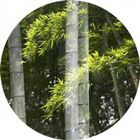 竹韵