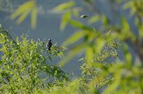 山光悦鸟性