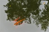 竹竹有鱼