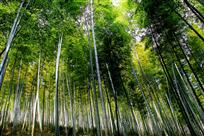 《翠竹林立》