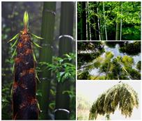 《竹风春夏秋冬》