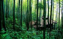 竹海古风---《十面埋伏》拍片遗迹