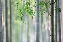 清雅
