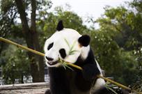 玩耍