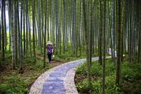 凫峰竹林