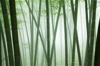 竹韵.jpg