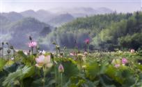 荷香竹林.jpg