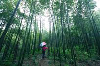 竹林红韵