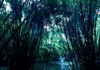 竹林喷泉