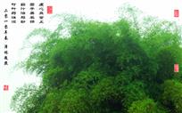 翠竹礼赞