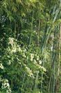 翠竹与鲜花