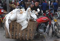集市上的肥鹅
