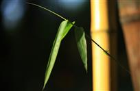 竹影