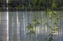 清风竹影