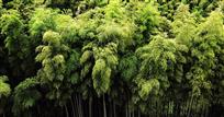 此山翠竹独秀气