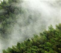 雨后竹山画意浓
