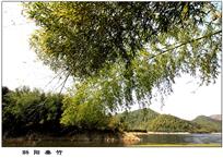 斜阳垂竹