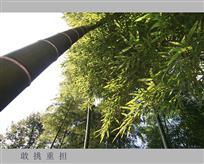 敢挑重担