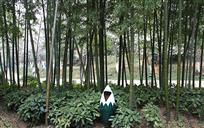 环保使者
