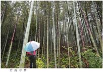 竹海寻梦