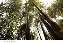 欲与天公试比高