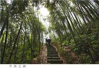 竹海之路
