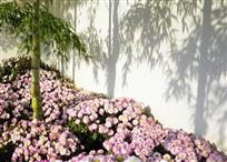 竹影秋菊