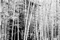 竹林深处