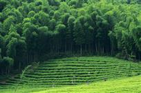 茶茂竹翠