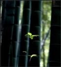 《生机》