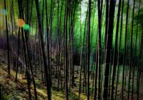 《竹山晨韵》