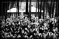 《竹林双吉亭》