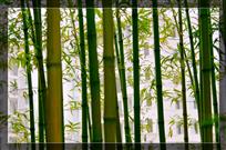 《竹林新村》