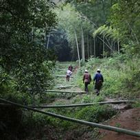 上山砍毛竹
