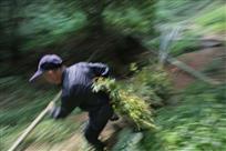 拖毛竹4