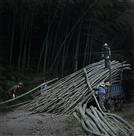拖毛竹5