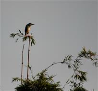 栖息地