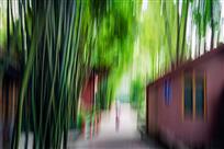 竹林倩影
