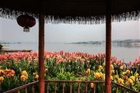 花海无边