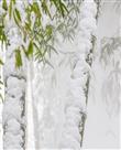 《雪竹图》