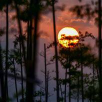 竹林夕照